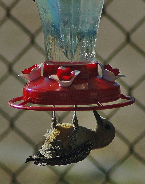 gila woodpecker on hummer feeder